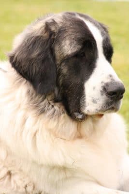 Pyrenean Mastiff