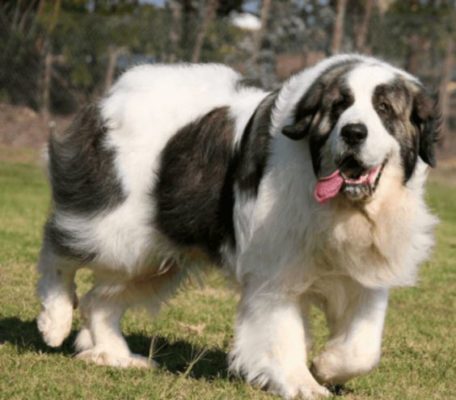 Pyrenean Mastiff