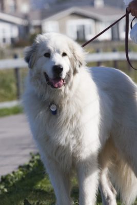 Pyrenean Mountain Dog