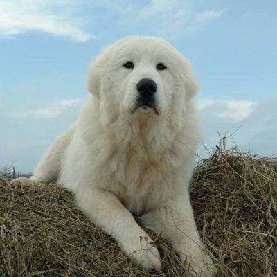 Pyrenean Mountain Dog