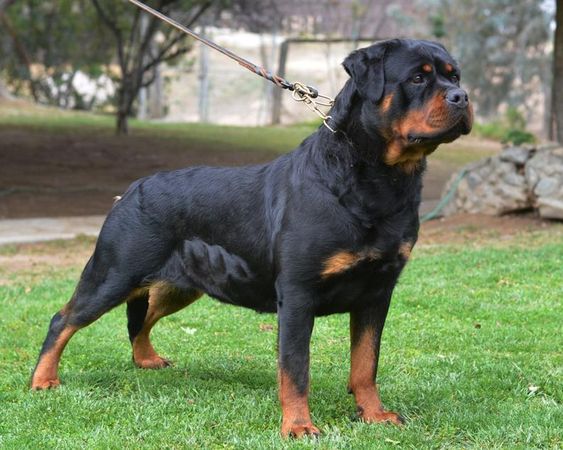Rottweiler