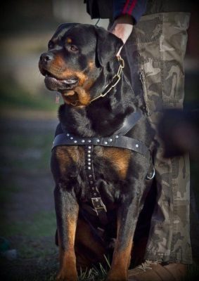 Rottweiler