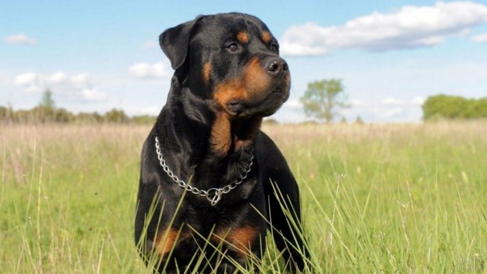 Rottweiler