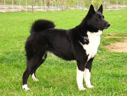 Russo-European Laika