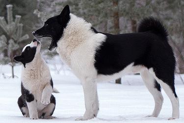 Russo-European Laika