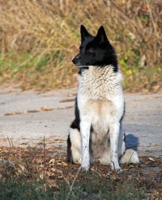 Russo-European Laika