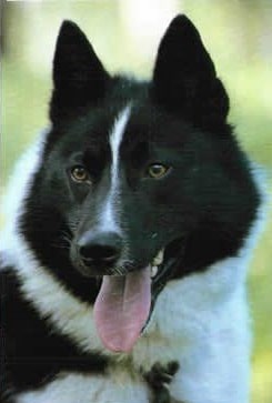 Russo-European Laika