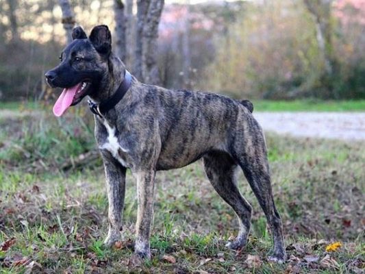 Saint Miguel Cattle Dog