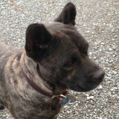 Saint Miguel Cattle Dog