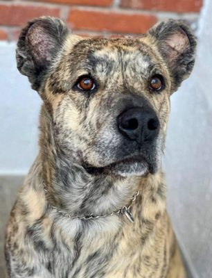 Saint Miguel Cattle Dog