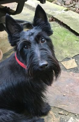 Scottish Terrier