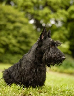 Scottish Terrier