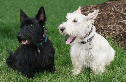 Scottish Terrier
