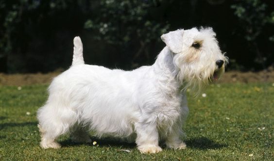 Sealyham Terrier