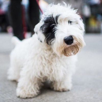 Sealyham Terrier