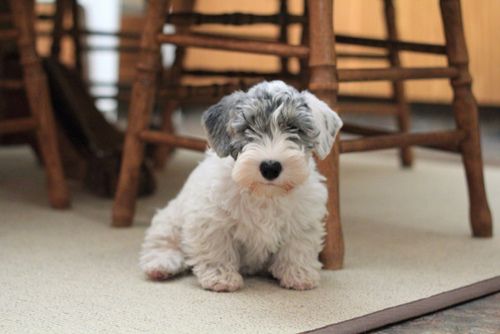 Sealyham Terrier