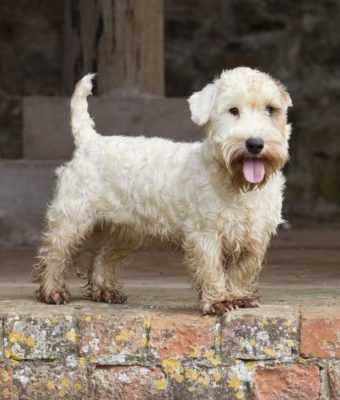 Sealyham Terrier