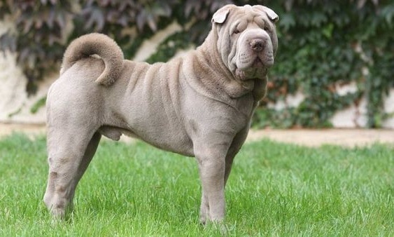 Shar Pei