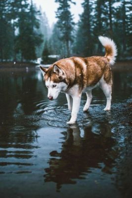 Siberian Husky