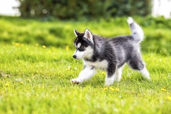 Siberian Husky