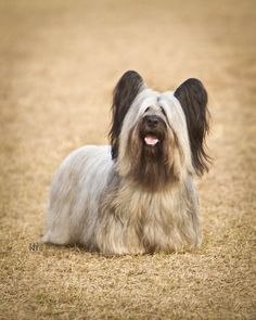 Skye Terrier