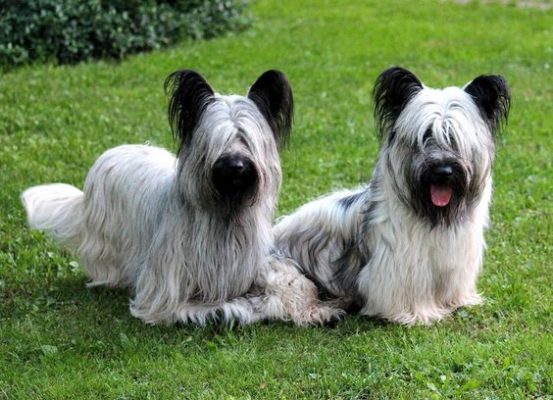 Skye Terrier