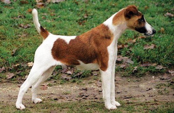 Fox Terrier de Pelo Liso