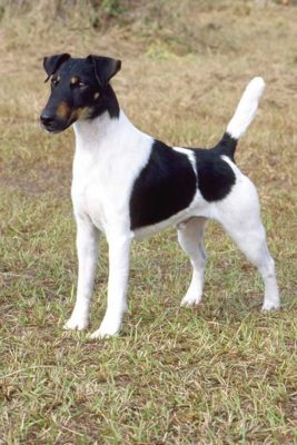 Smooth Fox Terrier