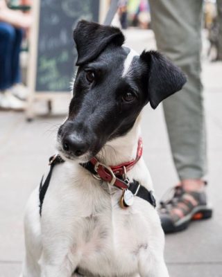 Smooth Fox Terrier
