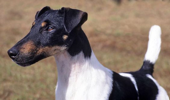 Smooth Fox Terrier