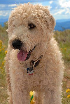Soft-coated Wheaten Terrier