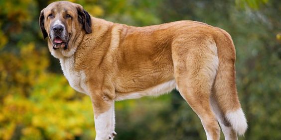 Spanish Mastiff