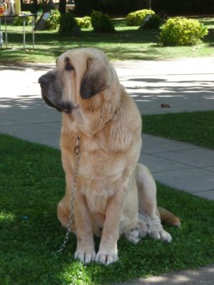 Spanish Mastiff