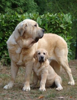 Spanish Mastiff