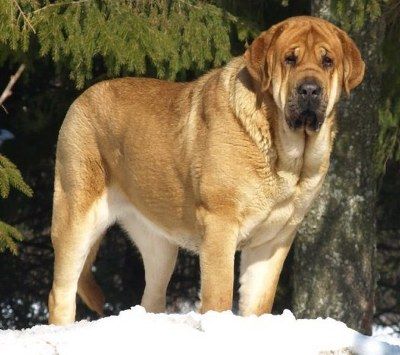 Spanish Mastiff
