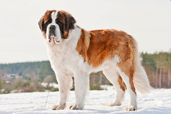 St. Bernard