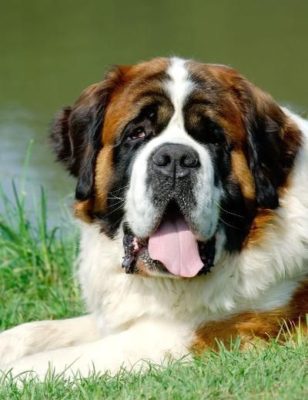 St. Bernard
