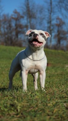 Staffordshire Bull Terrier