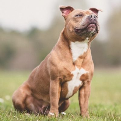 Staffordshire Bull Terrier