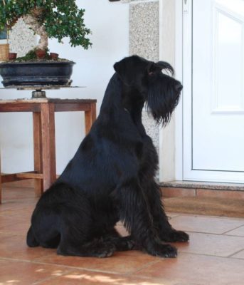 Standard Schnauzer