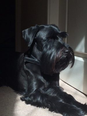 Standard Schnauzer