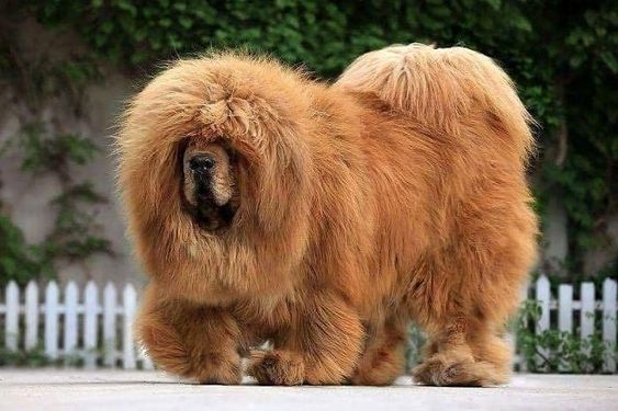 Tibetan Mastiff
