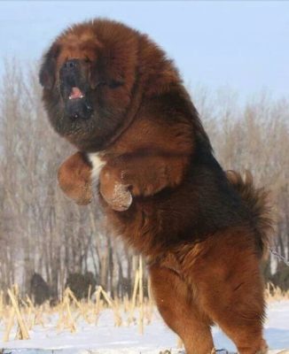 Tibetan Mastiff