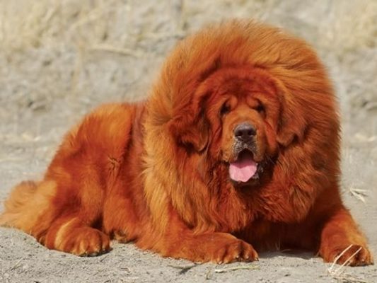Tibetan Mastiff