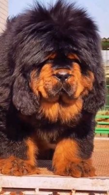 Tibetan Mastiff