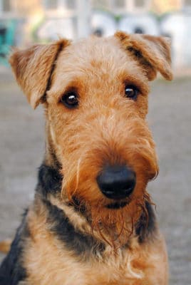 Welsh Terrier