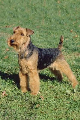 Welsh Terrier