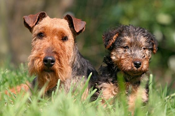 Welsh Terrier