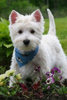 West Highland White Terrier