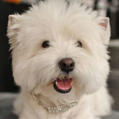 West Highland White Terrier